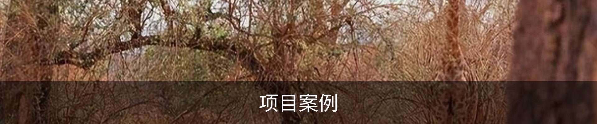 项目案例
